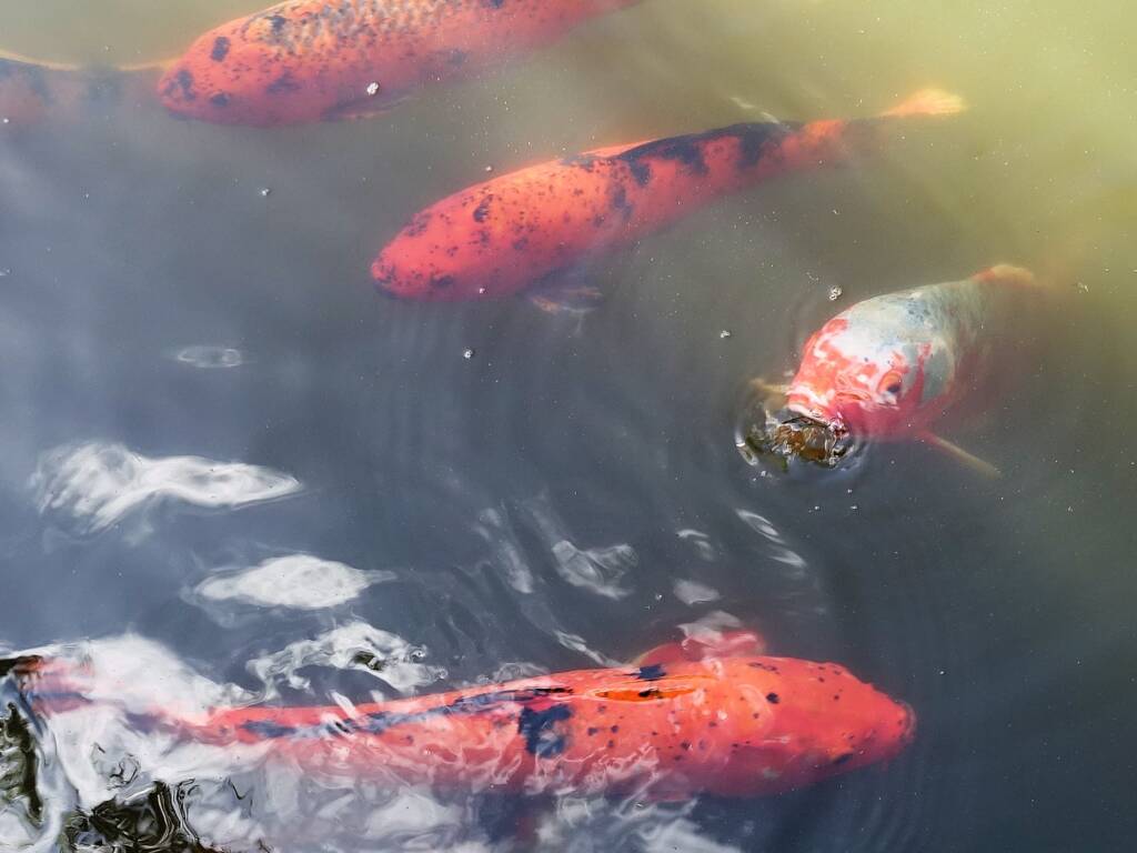 Koi (Nishikigoi) / Common Carp (Cyprinus carpio)