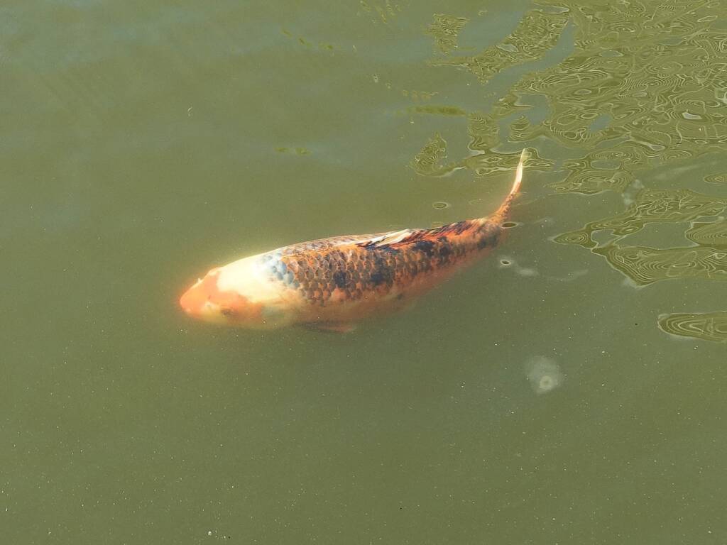 Koi (Nishikigoi) / Common Carp (Cyprinus carpio)