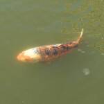 Koi (Nishikigoi) / Common Carp (Cyprinus carpio)