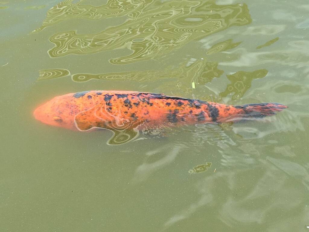 Koi (Nishikigoi) / Common Carp (Cyprinus carpio)