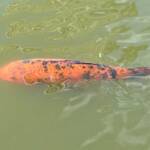 Koi (Nishikigoi) / Common Carp (Cyprinus carpio)