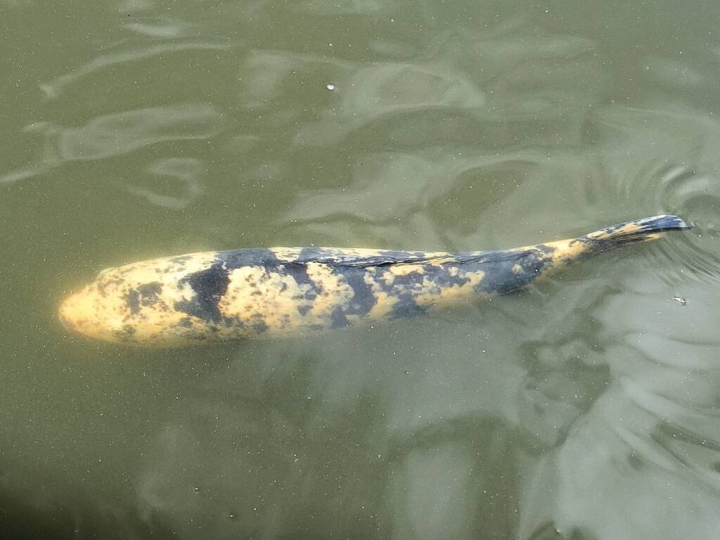 Koi (Nishikigoi) / Common Carp (Cyprinus carpio)