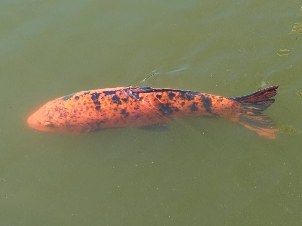 Koi (Nishikigoi) / Common Carp (Cyprinus carpio)