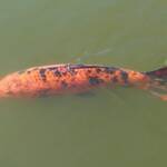 Koi (Nishikigoi) / Common Carp (Cyprinus carpio)