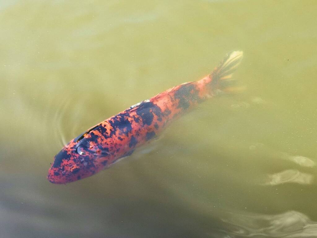 Koi (Nishikigoi) / Common Carp (Cyprinus carpio)
