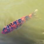 Koi (Nishikigoi) / Common Carp (Cyprinus carpio)