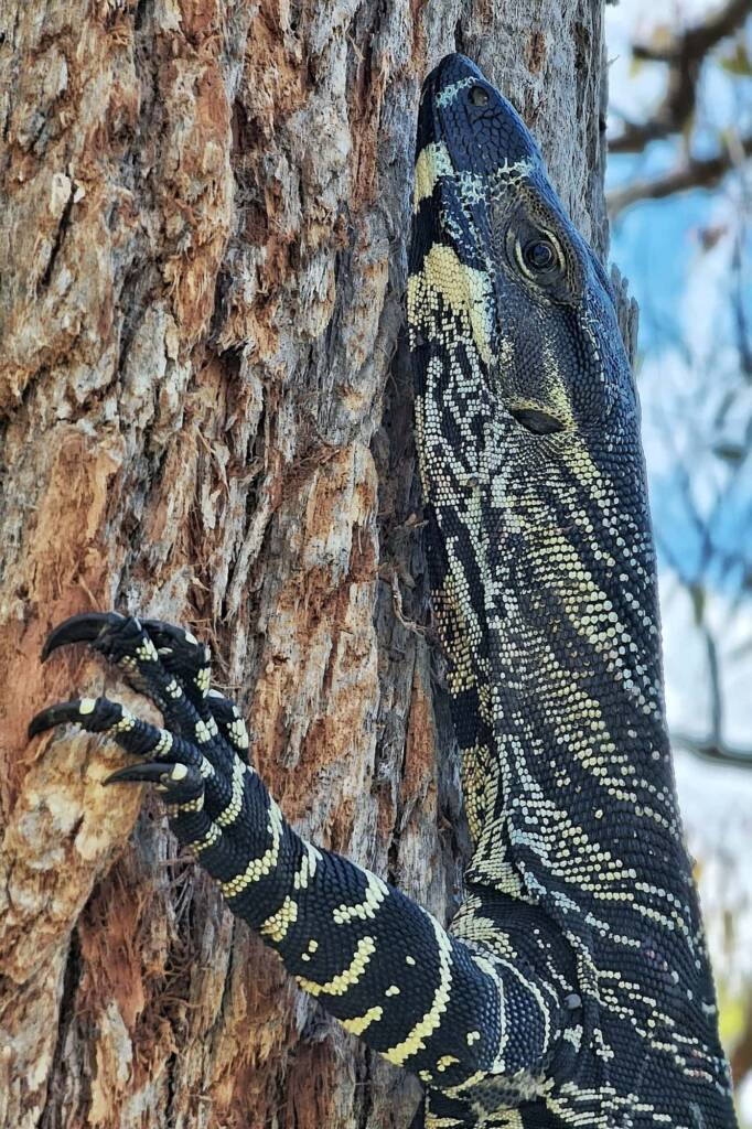 Lace Monitor (Varanus varius), Woy Woy Bay NSW © Michael Doe