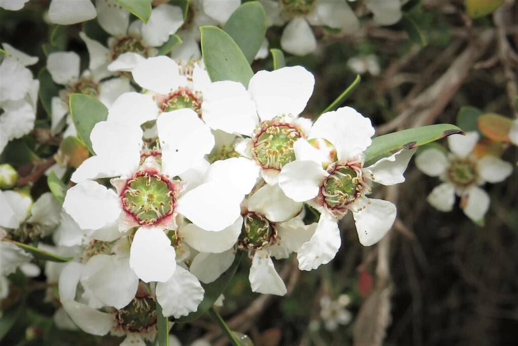 Australian Tea Tree (Leptospermum laevigatum), Bermagui NSW © Deb Taylor