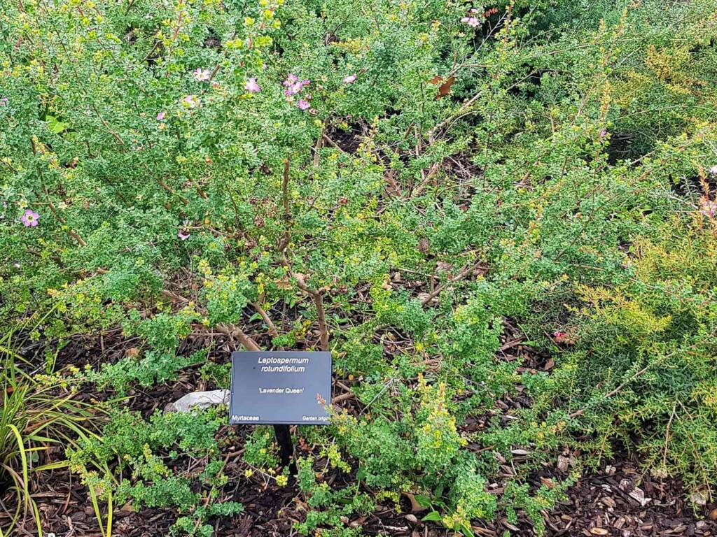 Leptospermum rotundifolium (Lavender Queen), Royal Botanic Garden Sydney NSW