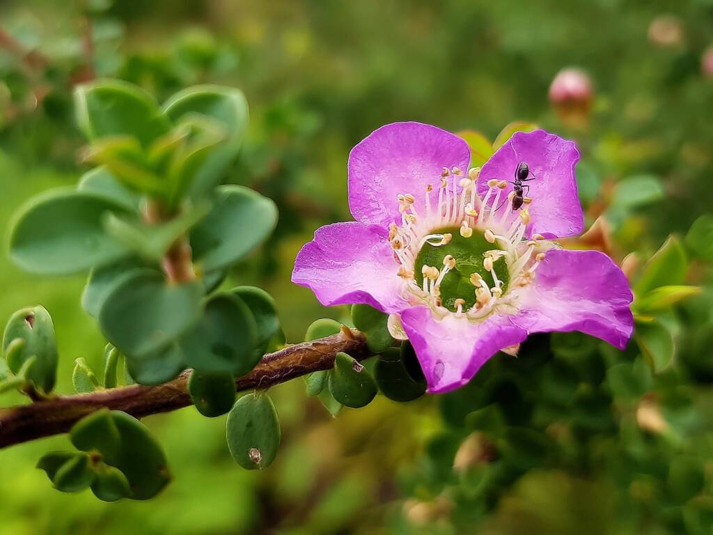 Leptospermum rotundifolium (Lavender Queen), Royal Botanic Garden Sydney NSW