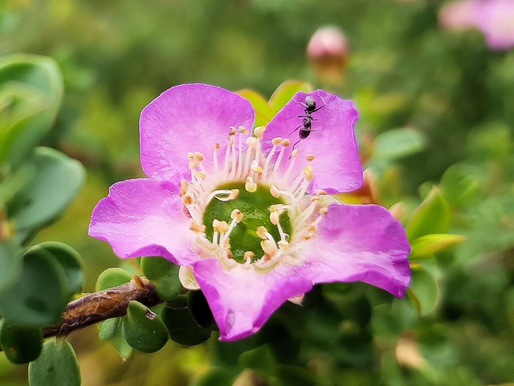 Leptospermum rotundifolium (Lavender Queen), Royal Botanic Garden Sydney NSW