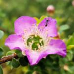 Leptospermum rotundifolium (Lavender Queen), Royal Botanic Garden Sydney NSW