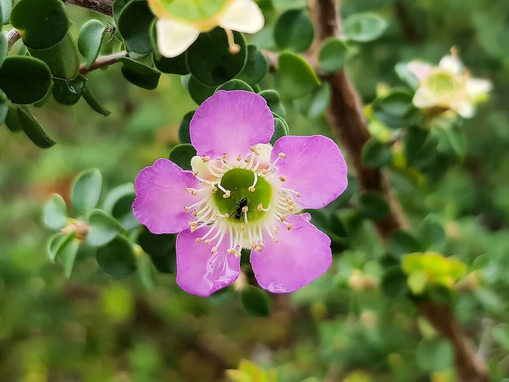 Leptospermum rotundifolium (Lavender Queen), Royal Botanic Garden Sydney NSW