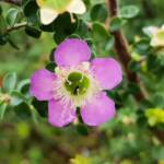Leptospermum rotundifolium (Lavender Queen), Royal Botanic Garden Sydney NSW