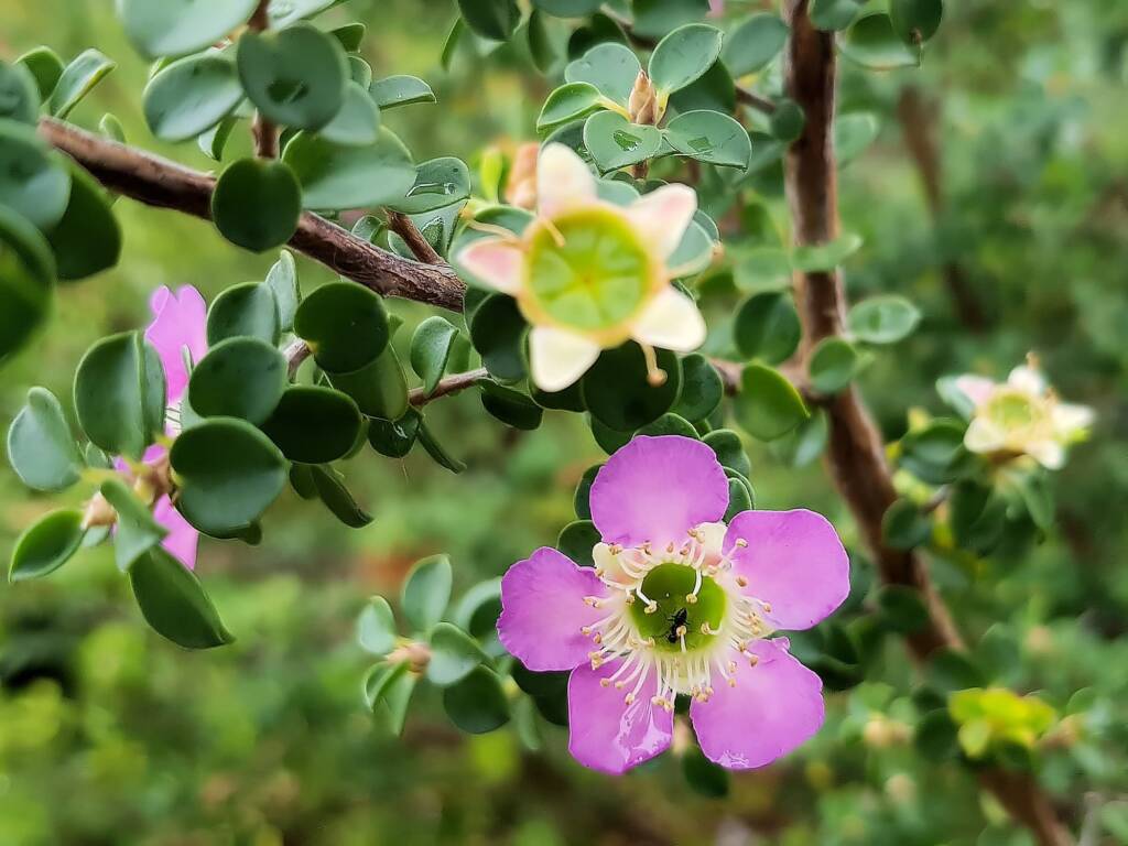 Leptospermum rotundifolium (Lavender Queen), Royal Botanic Garden Sydney NSW