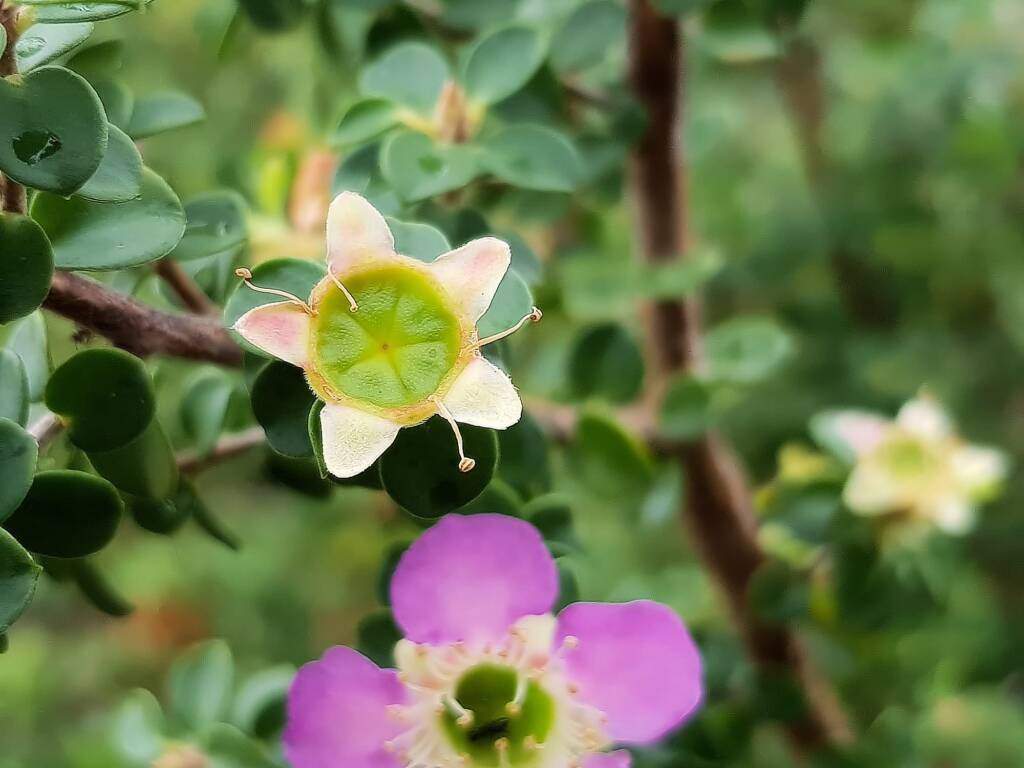 Leptospermum rotundifolium (Lavender Queen), Royal Botanic Garden Sydney NSW