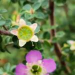 Leptospermum rotundifolium (Lavender Queen), Royal Botanic Garden Sydney NSW