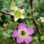 Leptospermum rotundifolium (Lavender Queen), Royal Botanic Garden Sydney NSW