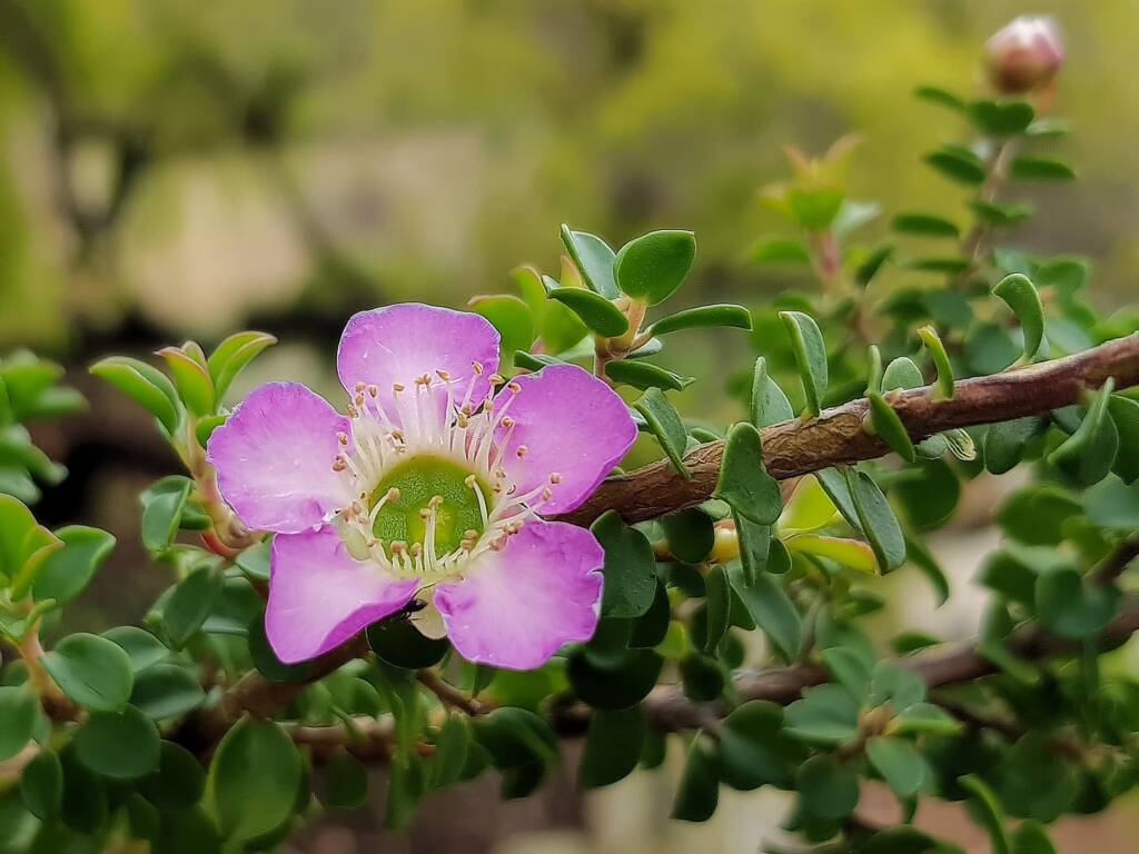 Leptospermum rotundifolium (Lavender Queen), Royal Botanic Garden Sydney NSW