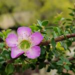Leptospermum rotundifolium (Lavender Queen), Royal Botanic Garden Sydney NSW