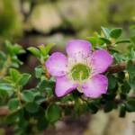 Leptospermum rotundifolium (Lavender Queen), Royal Botanic Garden Sydney NSW