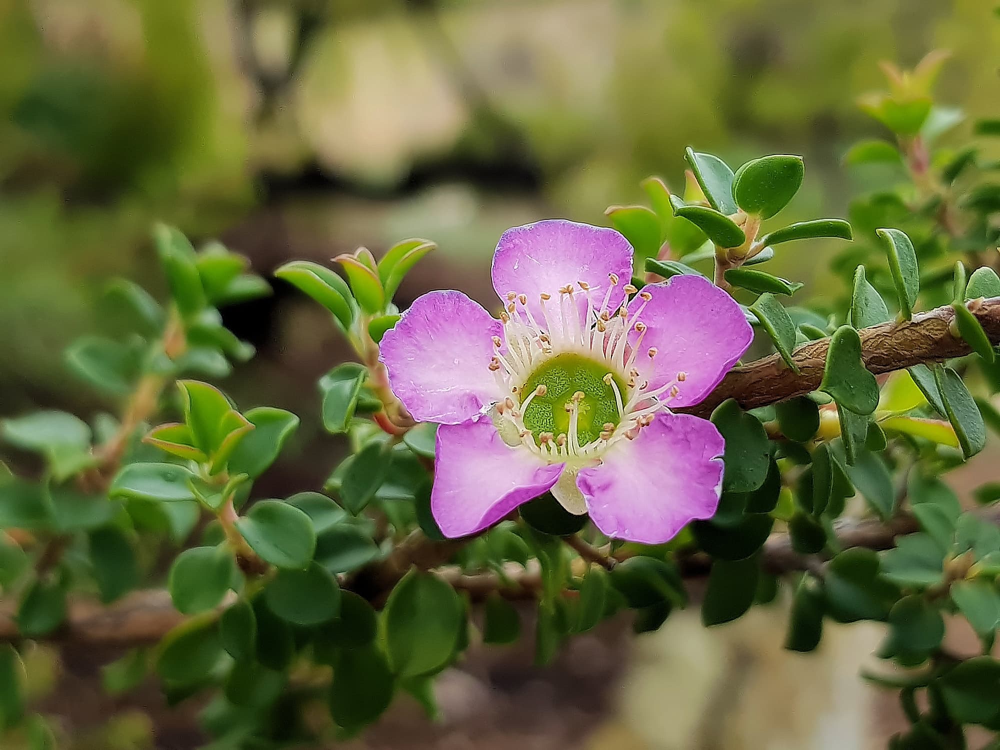 Leptospermum rotundifolium (Lavender Queen), Royal Botanic Garden Sydney NSW