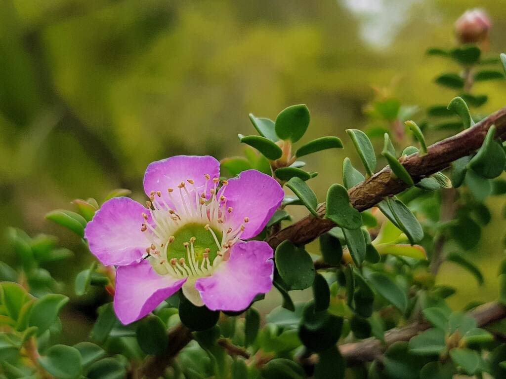 Leptospermum rotundifolium (Lavender Queen), Royal Botanic Garden Sydney NSW