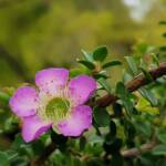 Leptospermum rotundifolium (Lavender Queen), Royal Botanic Garden Sydney NSW