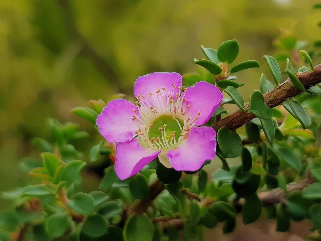 Leptospermum rotundifolium (Lavender Queen), Royal Botanic Garden Sydney NSW