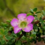 Leptospermum rotundifolium (Lavender Queen), Royal Botanic Garden Sydney NSW