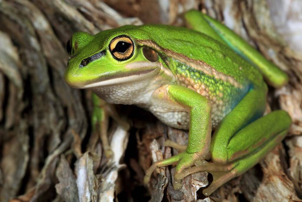 Green and Gold Bell Frog (Litoria aurea), North Avoca NSW © Michael Doe