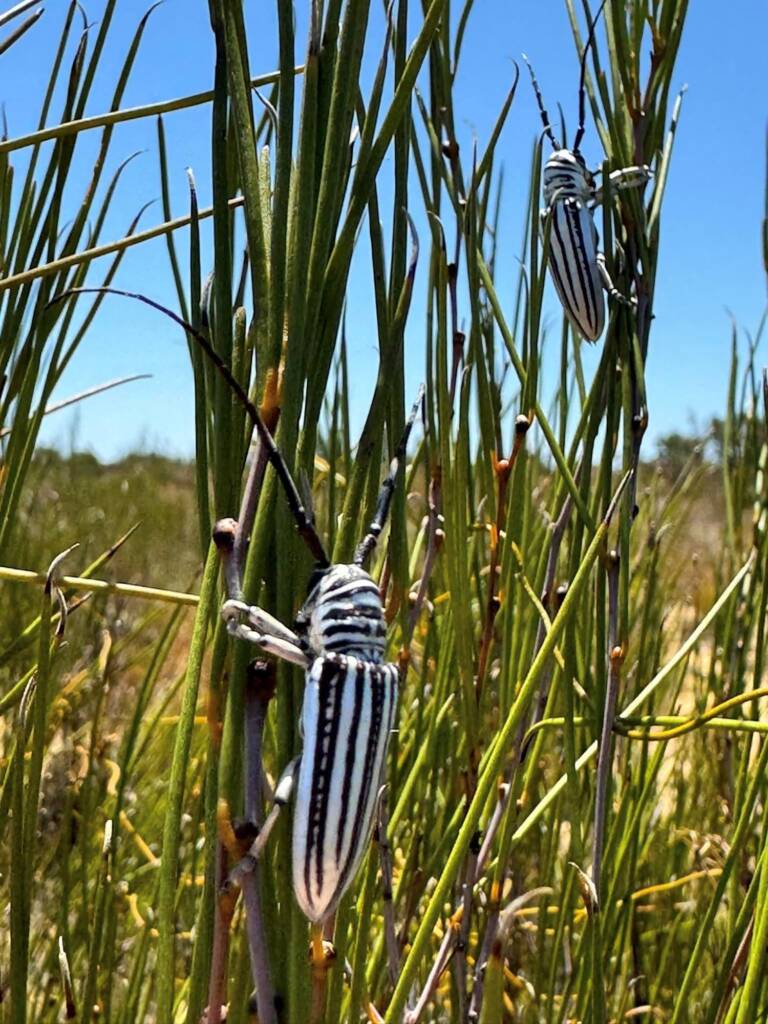 Rhytiphora dallasi (Longicorn Beetle), Yellowdine WA © Mark Hanlon