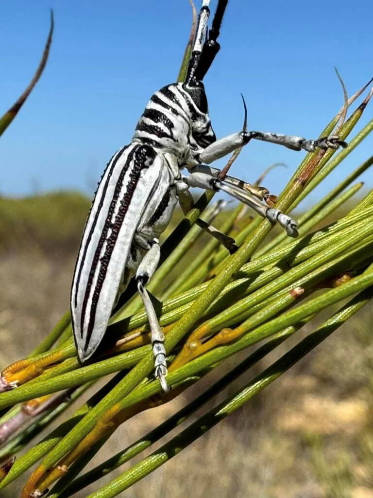 Rhytiphora dallasi (Longicorn Beetle), Yellowdine WA © Mark Hanlon