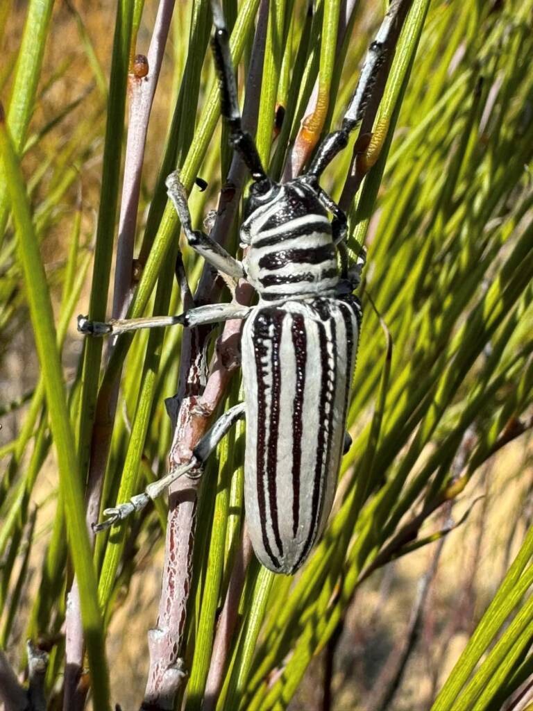 Rhytiphora dallasi (Longicorn Beetle), Yellowdine WA © Mark Hanlon