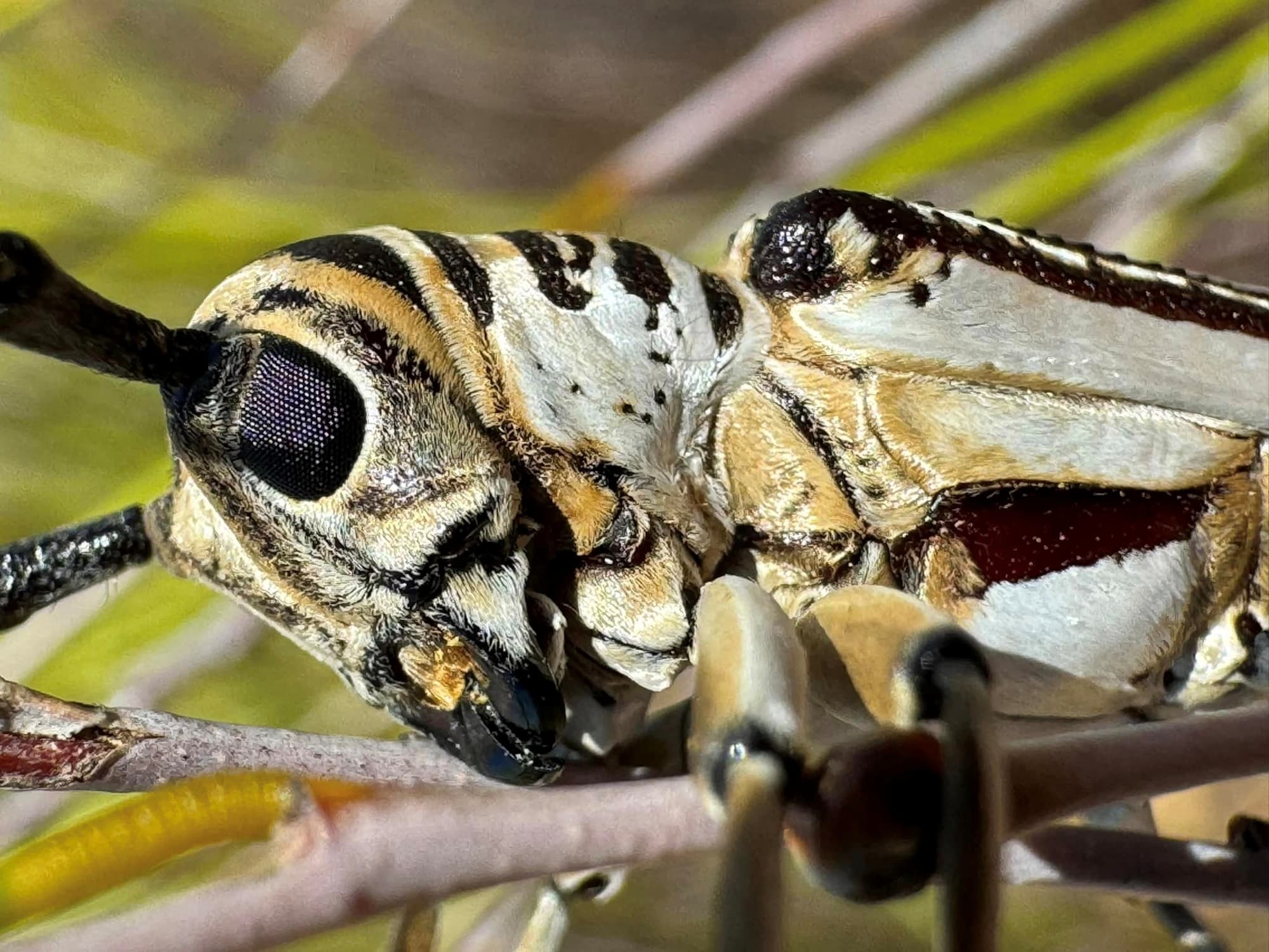 Rhytiphora dallasi (Longicorn Beetle), Yellowdine WA © Mark Hanlon