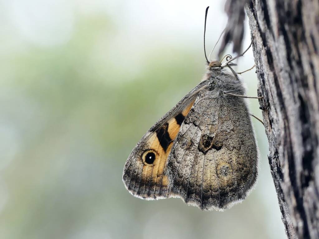Geitoneura klugii (Marbled Xenica), Belair SA © Marianne Broug