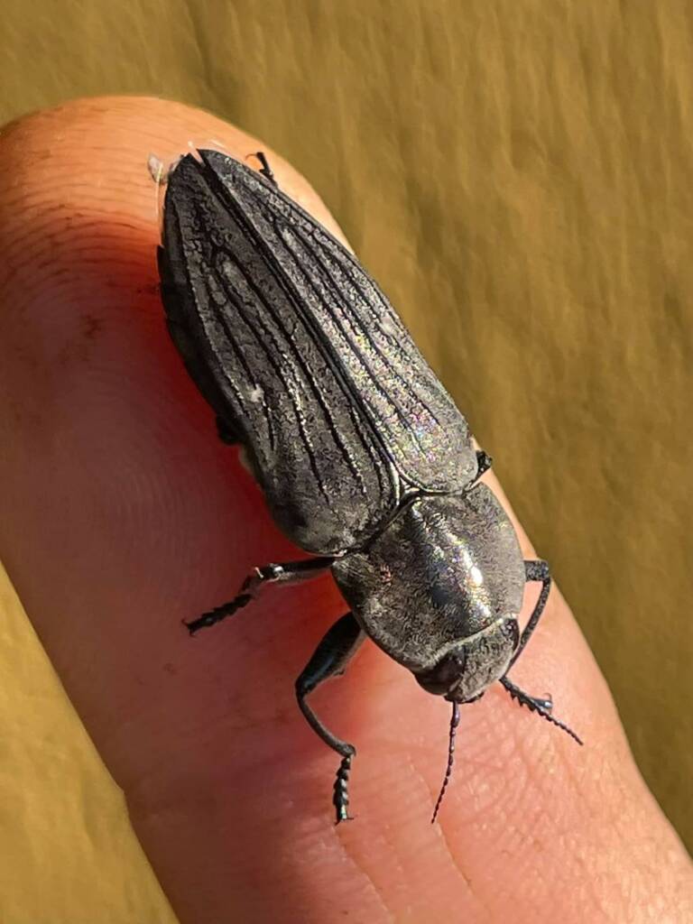 Fire Beetle (Merimna atrata), Darwin NT © Mark Hanlon