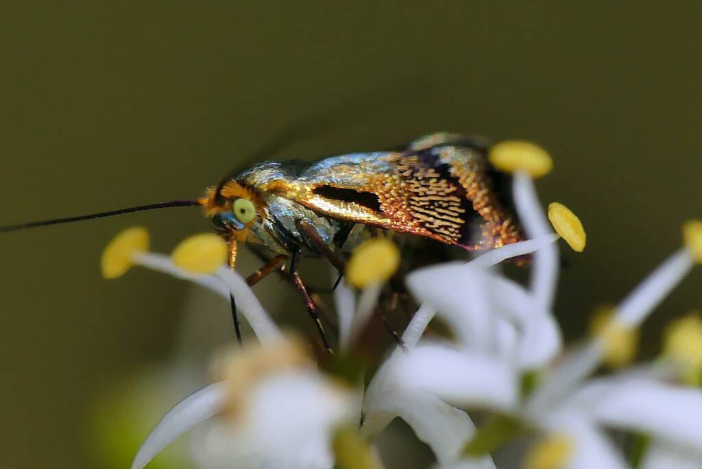 Nemophora laurella, Belair SA © Marianne Broug