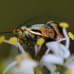 Nemophora laurella, Belair SA © Marianne Broug