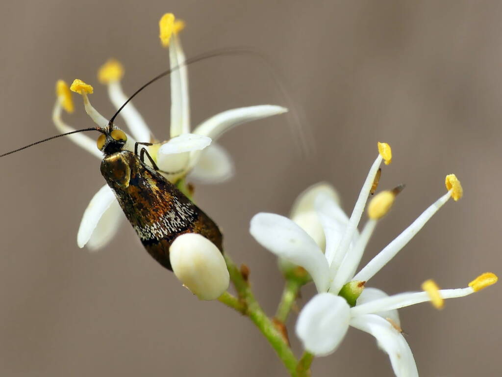 Nemophora laurella, Belair SA © Marianne Broug