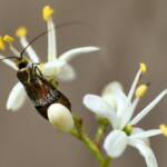 Nemophora laurella, Belair SA © Marianne Broug
