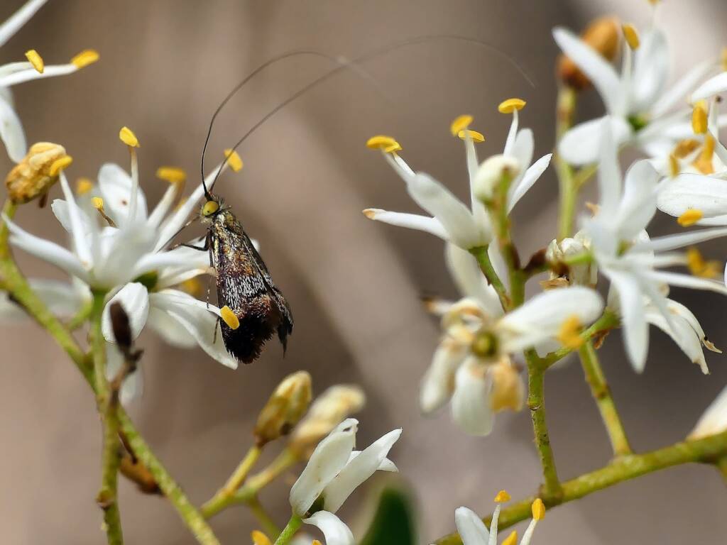Nemophora laurella, Belair SA © Marianne Broug