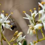 Nemophora laurella, Belair SA © Marianne Broug