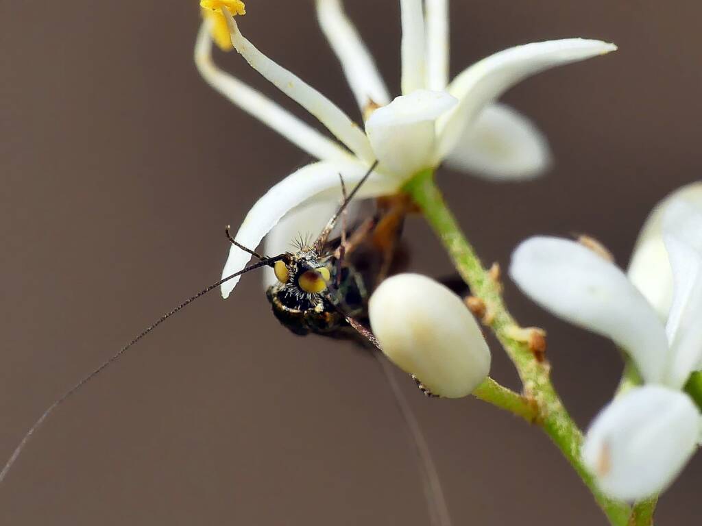 Nemophora laurella, Belair SA © Marianne Broug