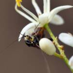 Nemophora laurella, Belair SA © Marianne Broug