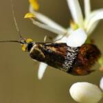 Nemophora laurella, Belair SA © Marianne Broug