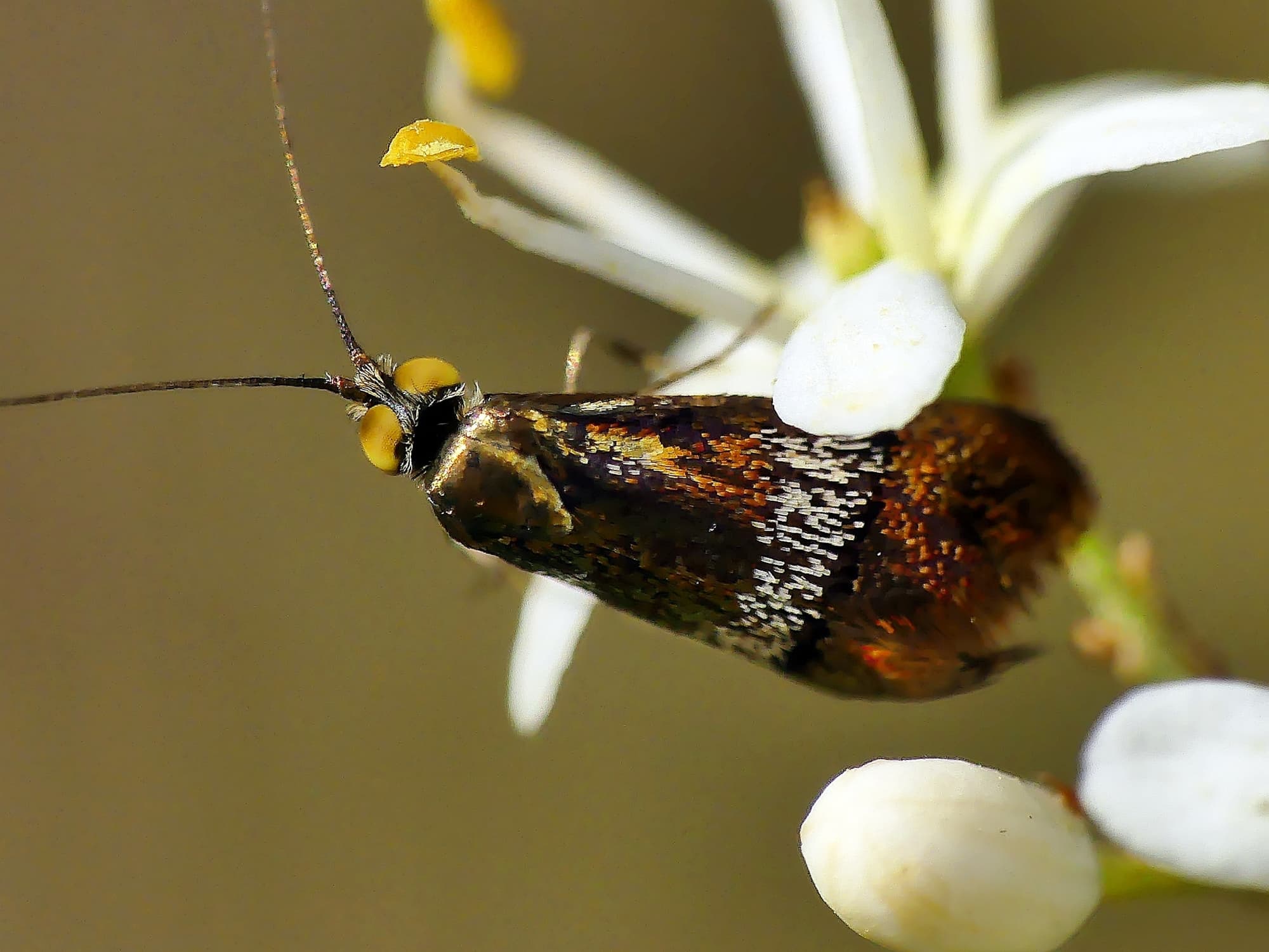 Nemophora laurella, Belair SA © Marianne Broug