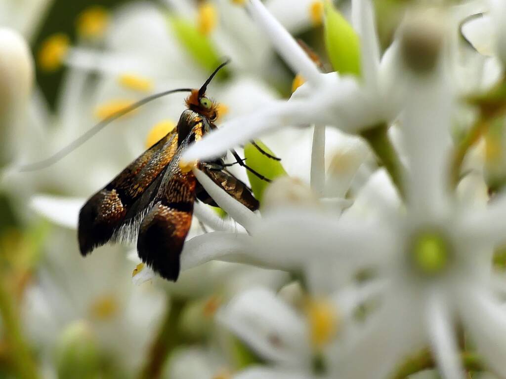 Nemophora laurella, Belair SA © Marianne Broug