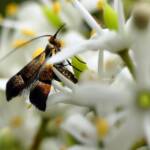 Nemophora laurella, Belair SA © Marianne Broug