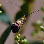 Nemophora laurella, Belair SA © Marianne Broug